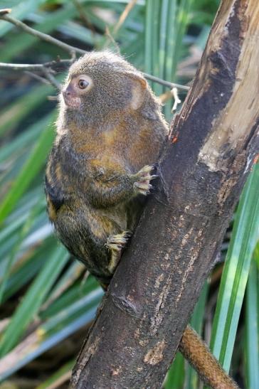 Zwergseidenaffe Zoo Vivarium Darmstadt 2019