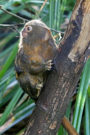 Zwergseidenaffe Zoo Vivarium Darmstadt 2019